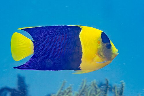 A photo of a Bicolor Angelfish