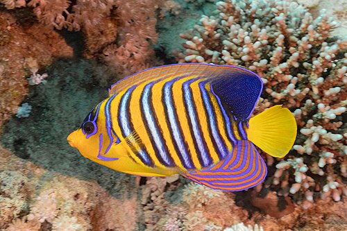 A regal angelfish with orange and white bands
