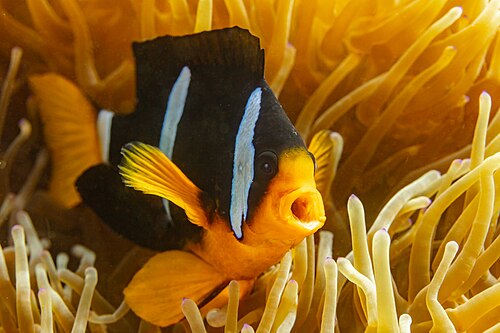 A photo of a Clarkii Clownfish