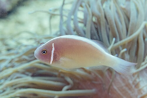 A photo of a Pink Skunk Clownfish