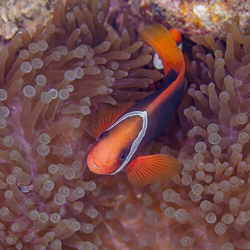 A photo of a Tomato Clownfish