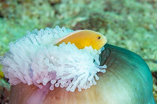 A photo of a Skunk Clownfish