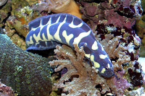 A photo of a Engineer Goby