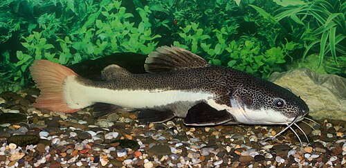 A photo of a Redtail Catfish