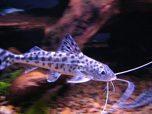 A photo of a Pictus Catfish