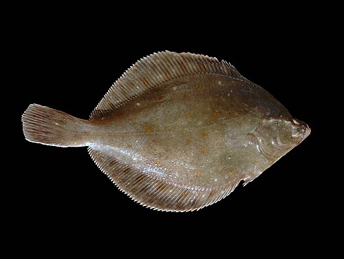A photo of a European Plaice