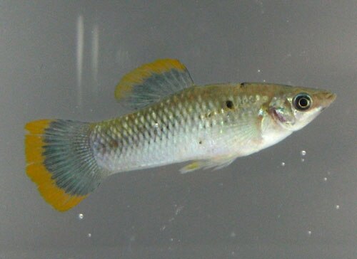 A black molly livebearer swimming in an aquarium