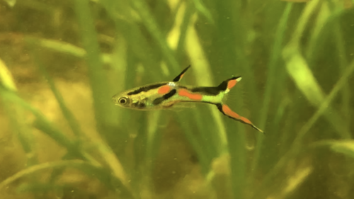 A male Endler's livebearer with colourful markings