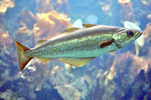 A photo of a Pollock