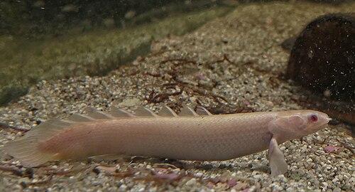 A photo of a Senegal Bichir