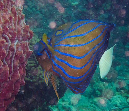 A photo of a Blue Ring Angelfish