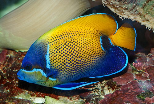 A photo of a Majestic Angelfish