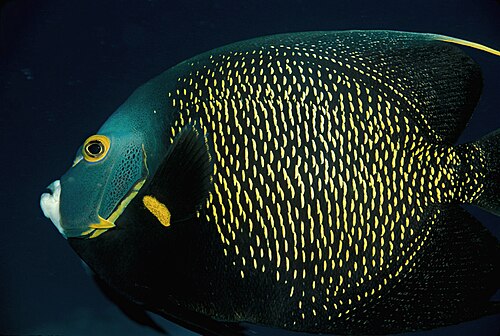 A photo of a French Angelfish