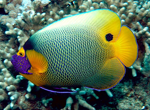 A photo of a Blueface Angelfish