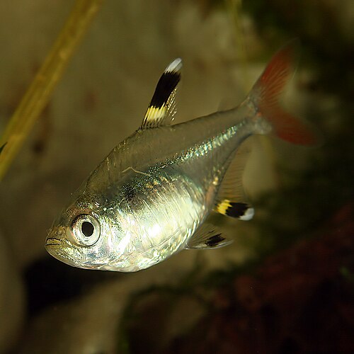 A photo of a X-ray Tetra