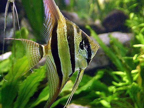 A photo of a Altum Angelfish