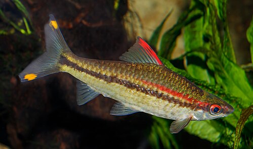 A Denison barb with a red-and-black side stripe