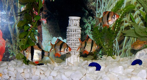 A tiger barb with vertical black stripes on an orange body