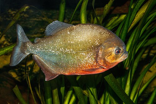 A photo of a Red-bellied Piranha
