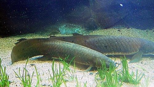 A photo of a Australian Lungfish