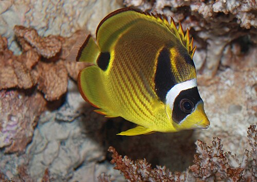 A photo of a Raccoon Butterflyfish