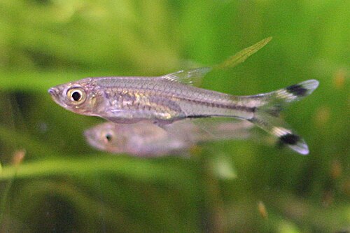 A photo of a Scissortail Rasbora