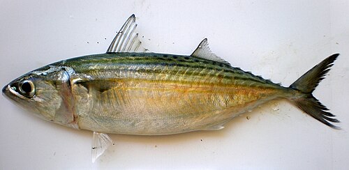 A photo of a Indian Mackerel