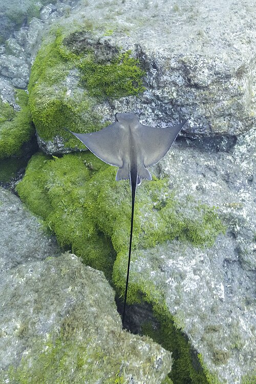 A photo of a Cownose Ray