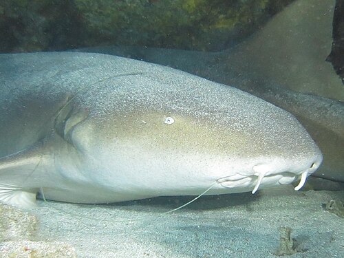 A photo of a Nurse Shark