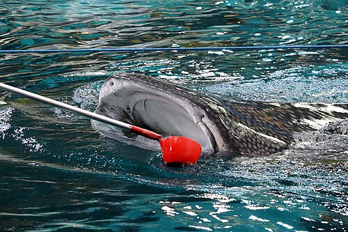 A photo of a Whale Shark