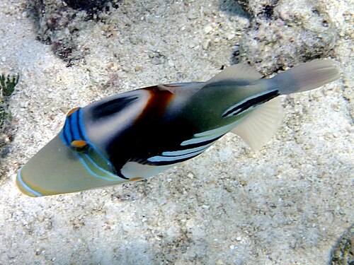 A photo of a Picasso Triggerfish