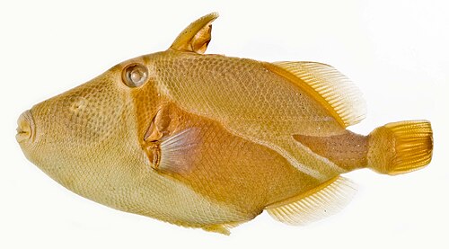 A photo of a Rectangular Triggerfish