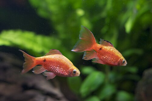 Rosy barbs showing reddish body colour