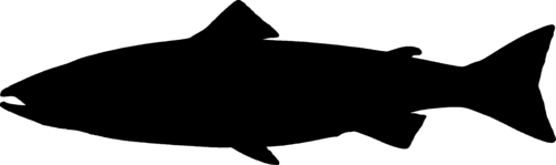 A photo of a Atlantic Salmon