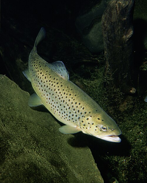 A photo of a Brown Trout