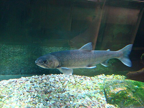 A photo of a Arctic Char