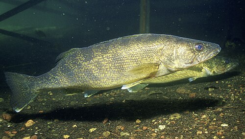A photo of a Walleye