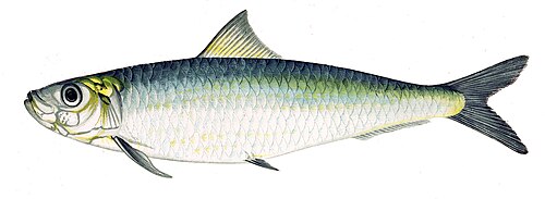 A photo of a European Sardine