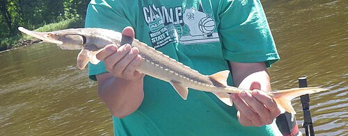 A photo of a Shovelnose Sturgeon