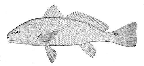 A photo of a Red Drum