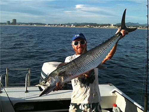 A photo of a Narrow-barred Spanish Mackerel