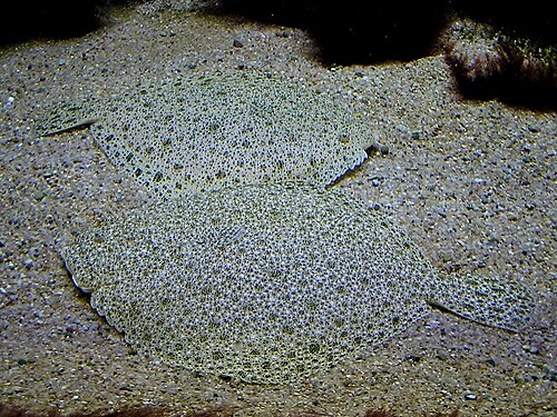 A photo of a Turbot