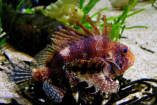 A photo of a Fuzzy Dwarf Lionfish