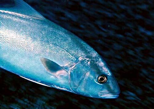 A photo of a Amberjack