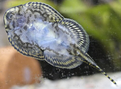 A photo of a Hillstream Loach
