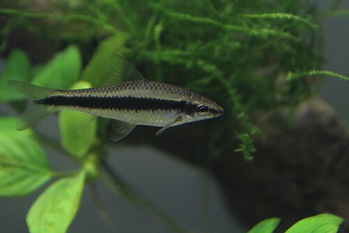 A Siamese algae eater with a black side stripe