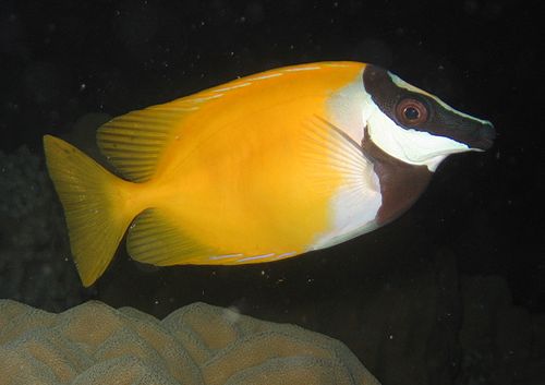 A foxface rabbitfish with a striped face and yellow body