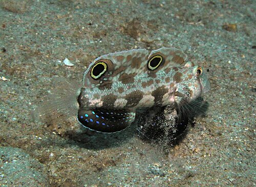 A photo of a Twin-Spot Goby