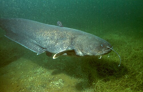 A photo of a Wels Catfish