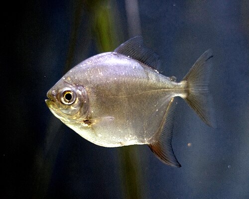 A round silver-dollar fish seen from the side